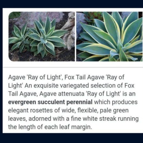 Agave Variegated Fox Tail Attenuata Ray of Light Cacti Succulent Sot Pliable - Picture 5 of 5